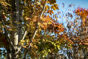 北宫森林公园（17）2025-10-20 d