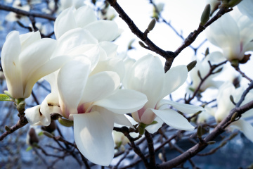 春季玉兰花（7）2026-03-24 b