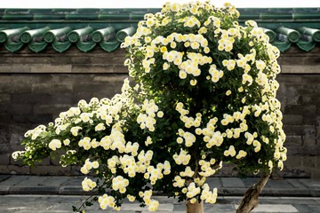 天坛公园菊花（1）2023-10-31 c