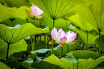 北京莲花池公园（21）2026-6-18 e