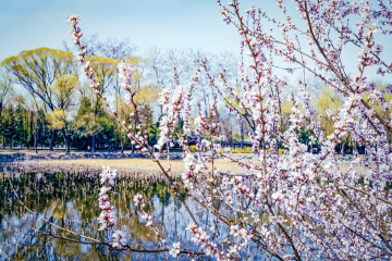 颐和园西堤（5）2026-03-20 d