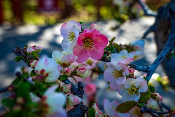 然亭公园海棠花（1）2025-4-2 d