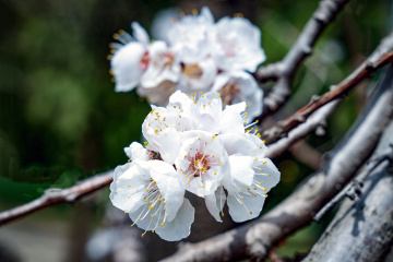 天坛公园杏花（6）2026-03-27 e