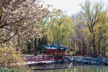 陶然亭公园海棠花（3）2025-4-2 e