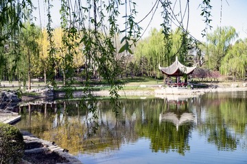 陶然亭公园海棠花（11）2025-4-2 c　　