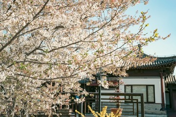 陶然亭公园海棠花（9）2025-4-2 c