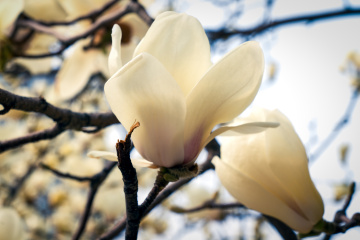 春季玉兰花（4）2026-03-24 e