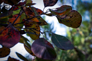 北京八达岭森林公园（22）2025-10-14 b