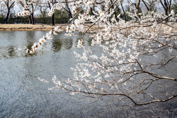 颐和园西堤（9）2026-03-20 f