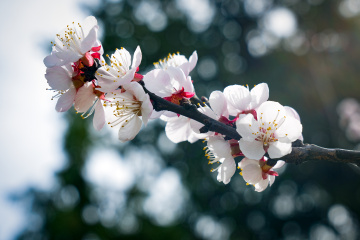 天坛公园杏花（5）2026-03-27 b