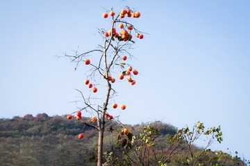 北京坡峰岭（1）2024-10-21 c