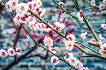 北京明城墙遗址公园（9）2026-03-17 a