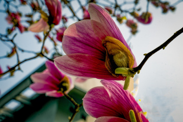 春季玉兰花（5）2026-03-24 c