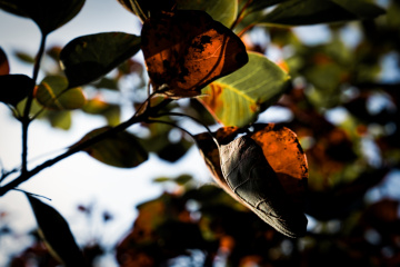 北京八达岭森林公园（22）2025-10-14 d