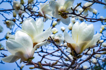 春季玉兰花（6）2026-03-24 a