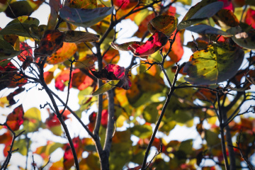 北京八达岭森林公园（22）2025-10-14 c