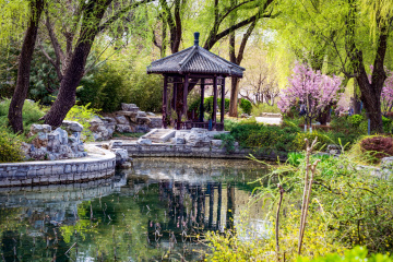 玉渊潭公园樱花（4）2026-03-30 c