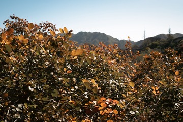 北京八达岭森林公园（14）2024-10-10 c