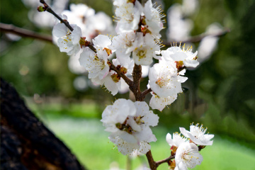 天坛公园杏花（8）2026-03-27 a