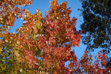 北宫森林公园（17）2025-10-20 a