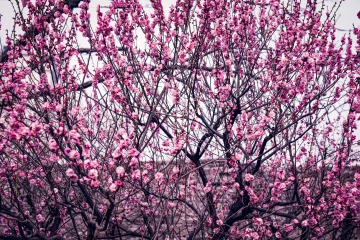 北京明城墙遗址公园（6）2026-03-17 b