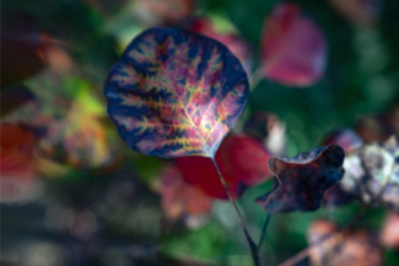 北京八达岭森林公园（21）2025-10-14 e