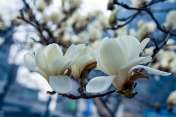 春季玉兰花（3）2026-03-24 d