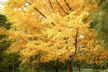 天坛公园银杏树（14）2023-10-31 c