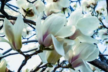 春季玉兰花（7）2026-03-24 e