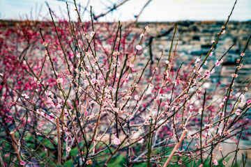 北京明城墙遗址公园（6）2026-03-17 a