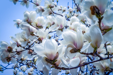 春季玉兰花（7）2026-03-24 d