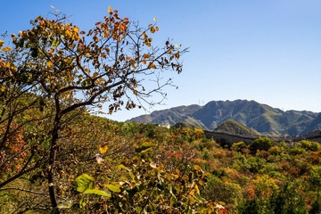 北京八达岭森林公园（14）2024-10-10 e