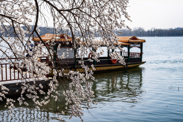 颐和园西堤（9）2026-03-20 e