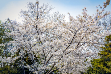 玉渊潭公园樱花（3）2026-03-30 d