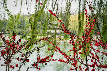 北京陶然亭公园海棠花(12)2026-04-02 a