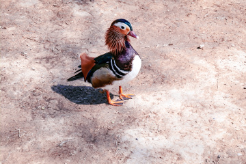 颐和园西堤（6）2026-03-20 c