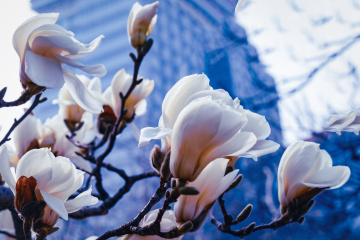 春季玉兰花（3）2026-03-24 e