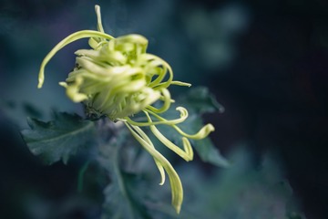 日坛公园菊花（11）2024-10-6 e