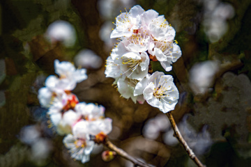 天坛公园杏花（8）2026-03-27 d