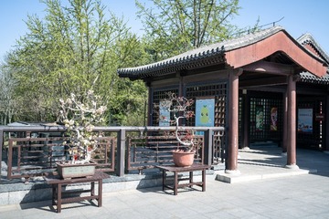 陶然亭公园海棠花（9）2025-4-2 e