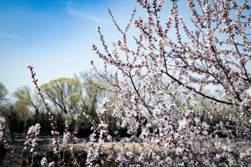 颐和园西堤（5）2026-03-20 b