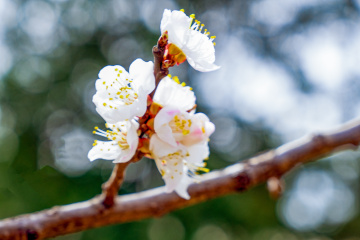 天坛公园杏花（5）2026-03-27 e