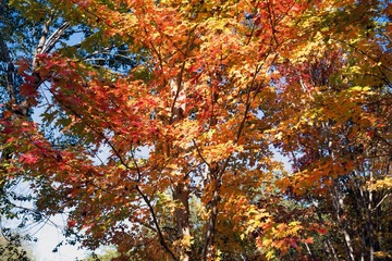 北宫森岭公园（9）2024-10-19 d
