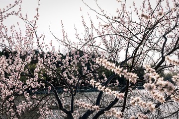 颐和园西堤（15）2025-3-19 b