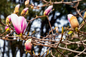 春季玉兰花（4）2026-03-24 d