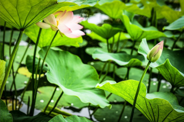北京莲花池公园（22）2026-6-18 a