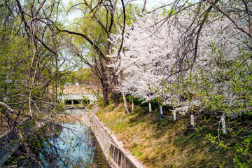 玉渊潭公园樱花（3）2026-03-30 f