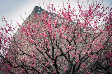 北京明城墙遗址公园（8）2026-03-17 d