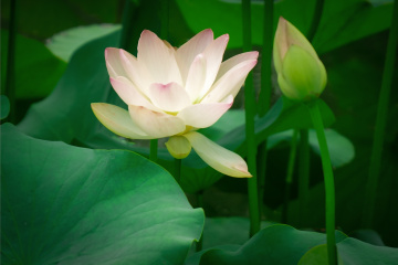 北京莲花池公园（1）2026-6-18 c