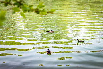 玉渊潭公园樱花（4）2026-03-30 a